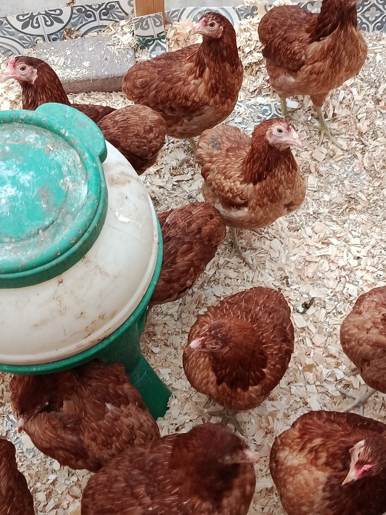 bolstaart araucana blauwleggers actie 4+1 gratis 0499/082381, Dieren en Toebehoren, Vrouwelijk, Kip