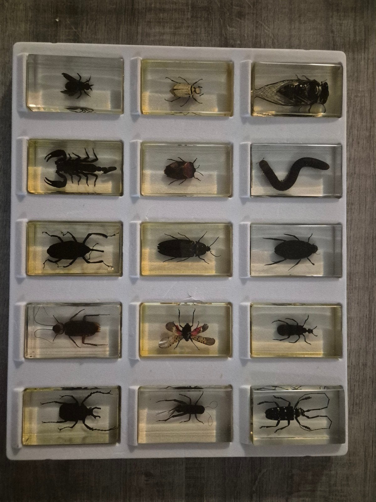 Insecten in hars set – 15 stuks (Educatief / Taxidermie), Dieren en Toebehoren