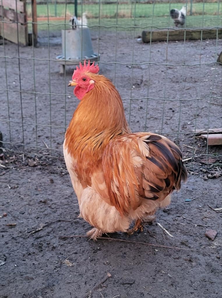 Jeune coq Pékin fauve