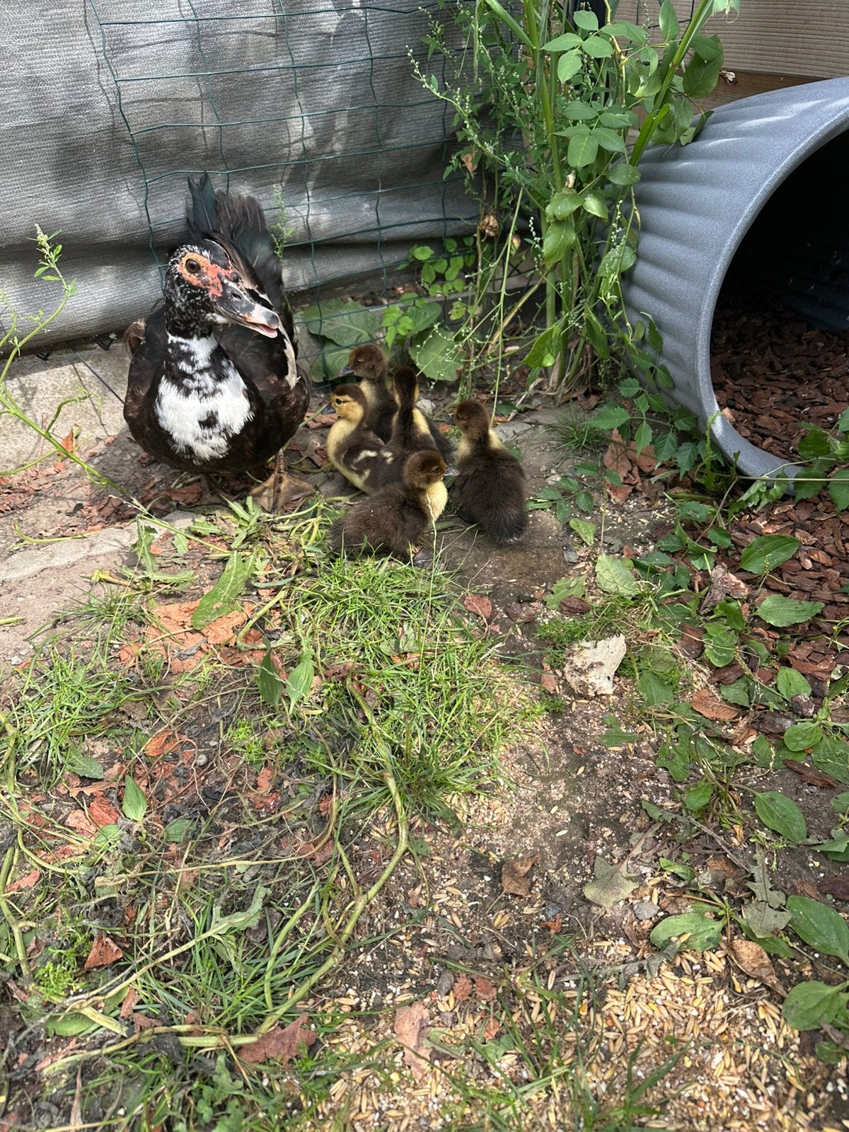 Eend met 5 kuikentjes, Dieren en Toebehoren, Pluimvee, Eend