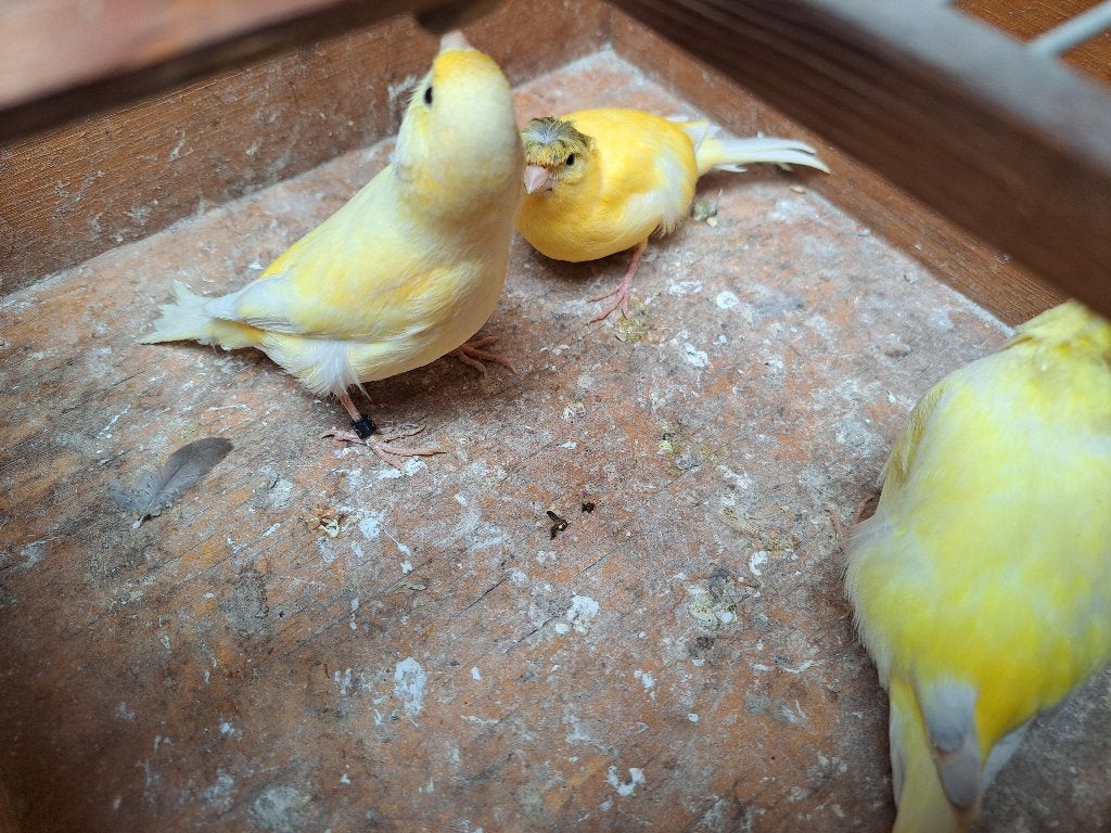 Kanarie pop, Dieren en Toebehoren, Vrouwelijk