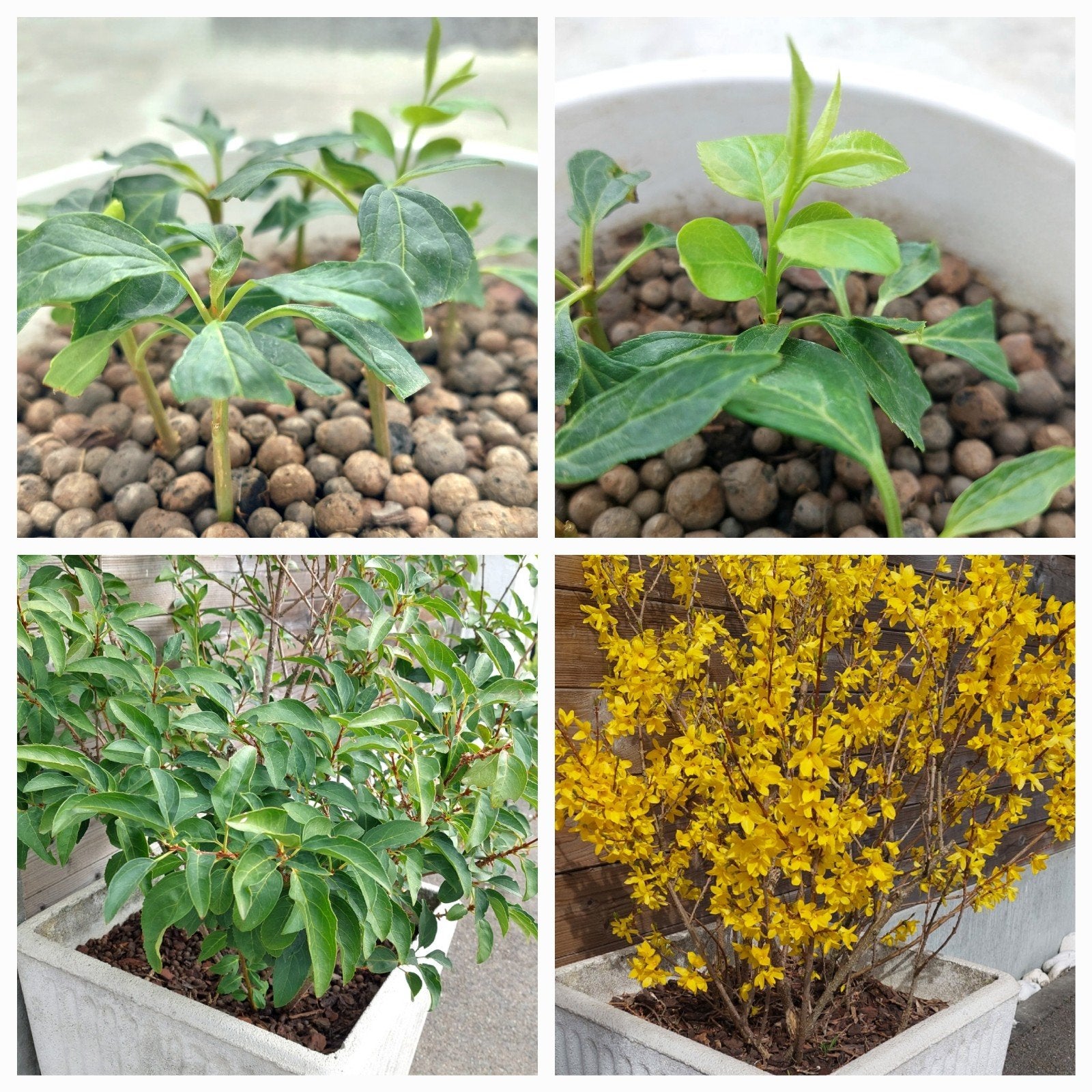 Pot boutures Forsythia, Jardin & Terrasse, Enlèvement