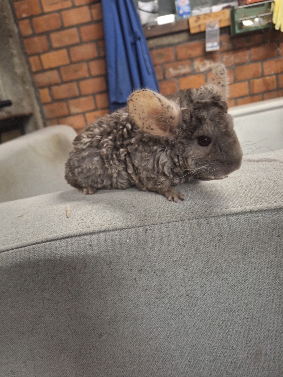 Curly chinchilla's, Mai, Chinchilla