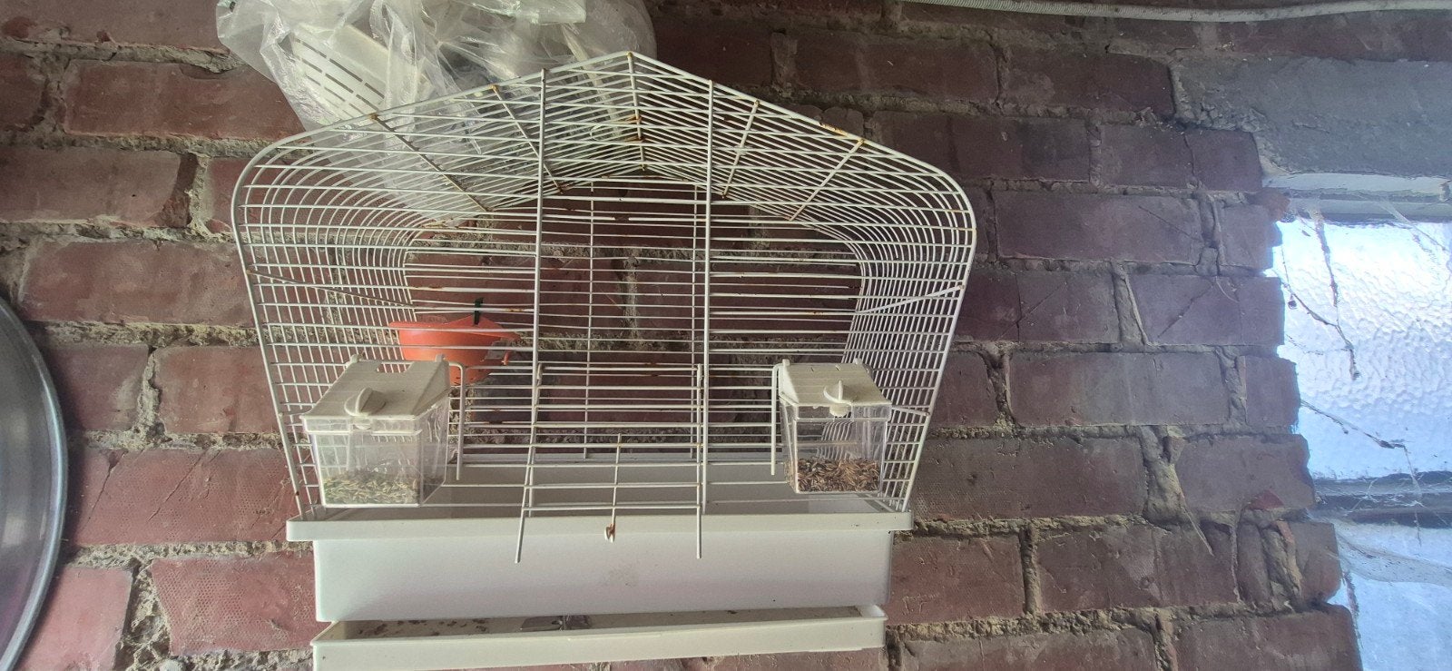3 kooien te koop, Dieren en Toebehoren