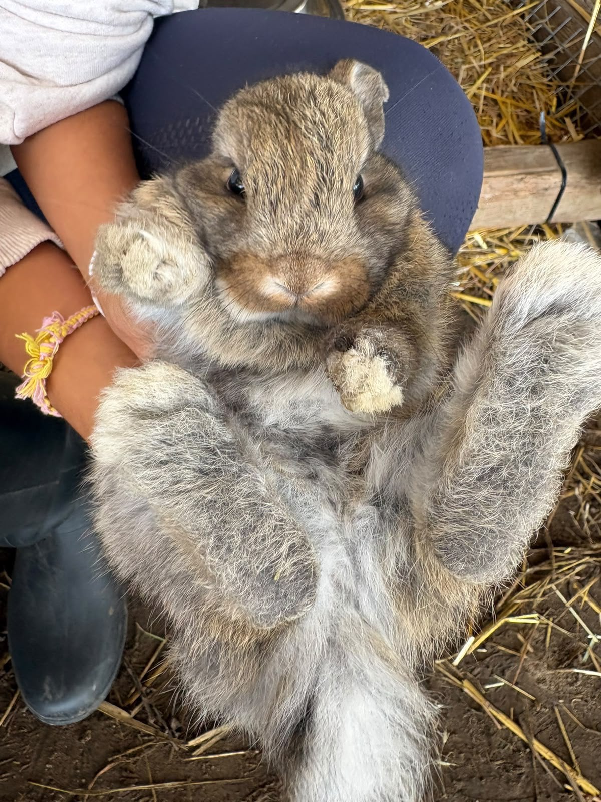 Nog 1 baby konijntje beschikbaar, super tam., Sexe inconnu, Petit, Oreilles tombantes, 0 à 2 ans
