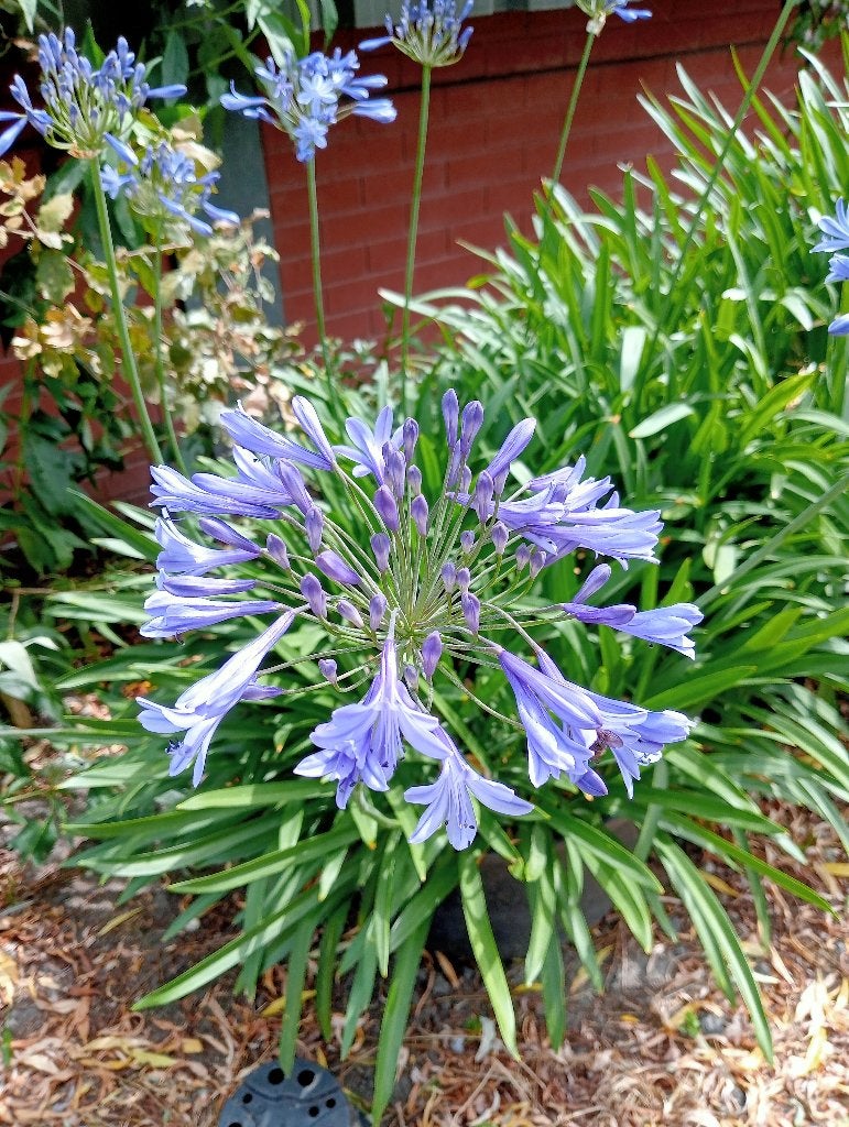 Agapanthus, Tuin en Terras, Ophalen, Zomer, Vaste plant, Volle zon