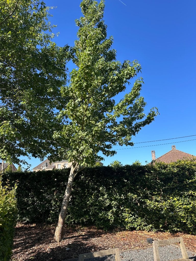 Hout boom, Ophalen, Overige houtsoorten, Stammen