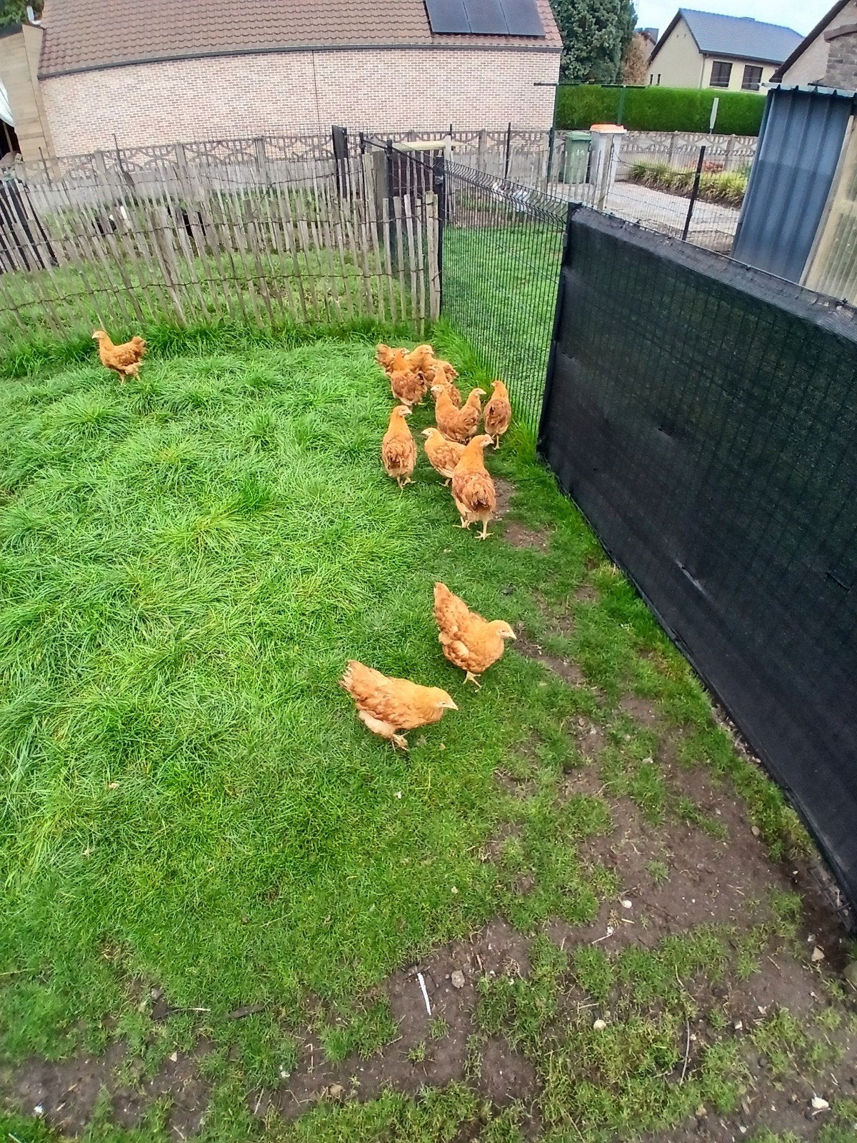 new hampshire  kippen., Dieren en Toebehoren, Kip