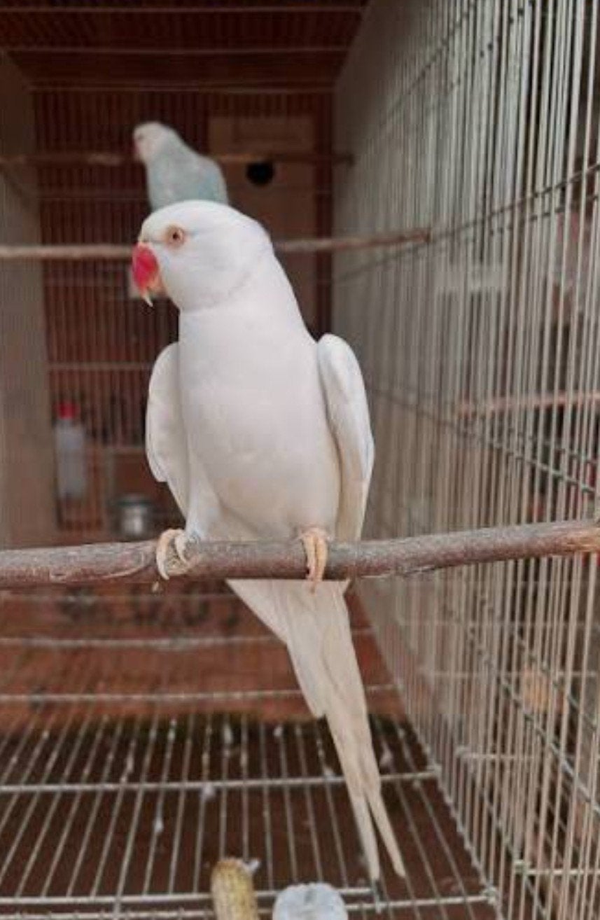 Halsband parkieten, Plusieurs animaux, Perruche, Bagué
