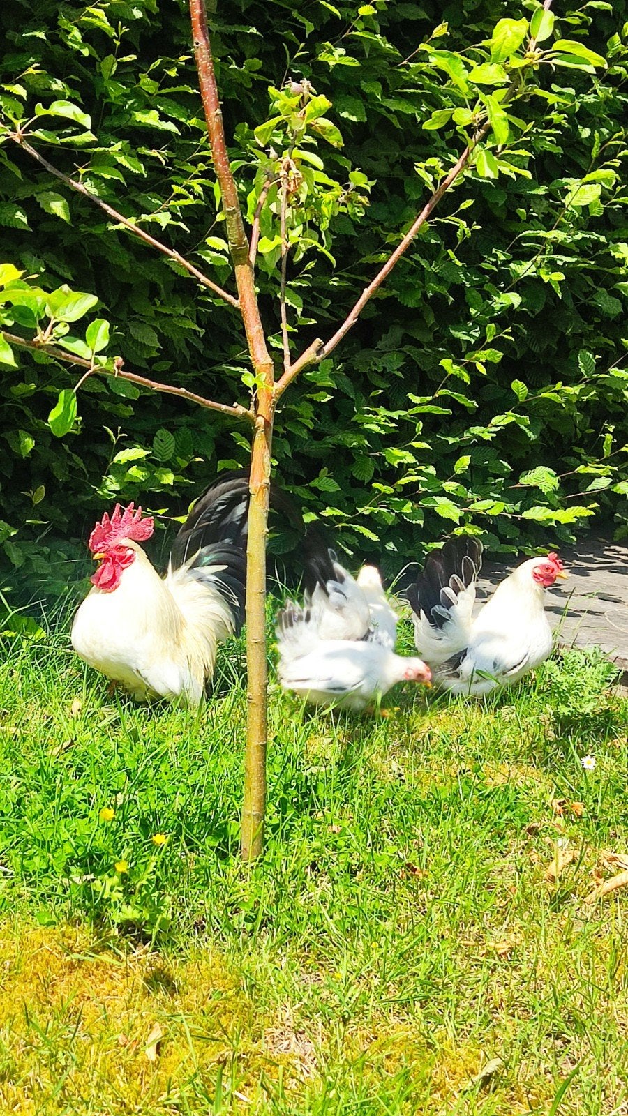 Chabo trio, Meerdere dieren, Kip
