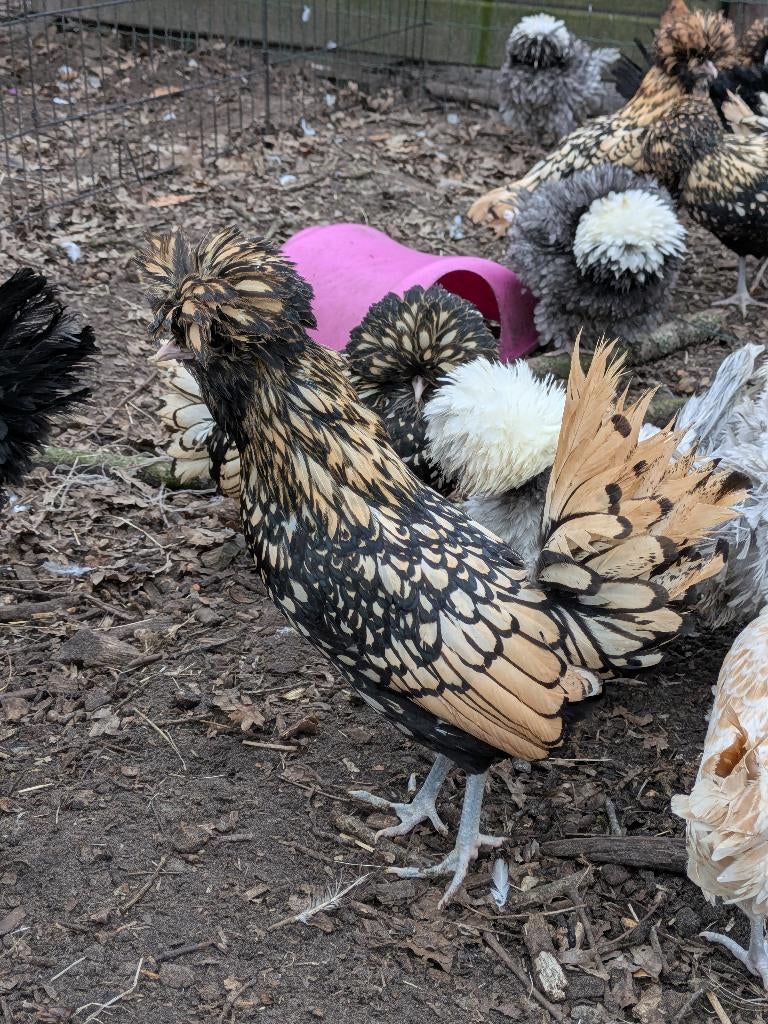 padua, Dieren en Toebehoren, Pluimvee
