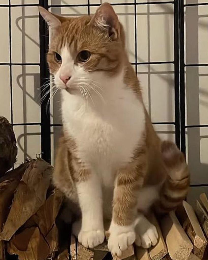 Kat, Animaux & Accessoires, Paniers pour chats, Comme neuf, Autre, Enlèvement