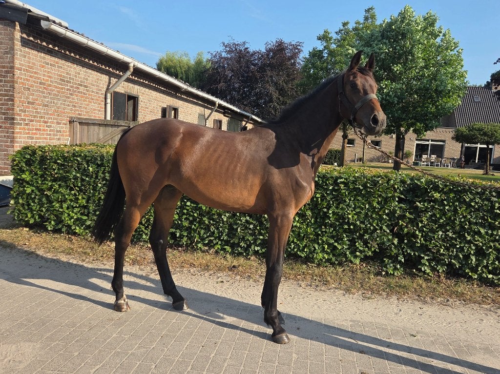 2 jarige ruin Tellini (Pegase) x California x Fantomas, Animaux & Accessoires, 165 à 170 cm, 0 à 2 ans, Hongre, Avec pedigree
