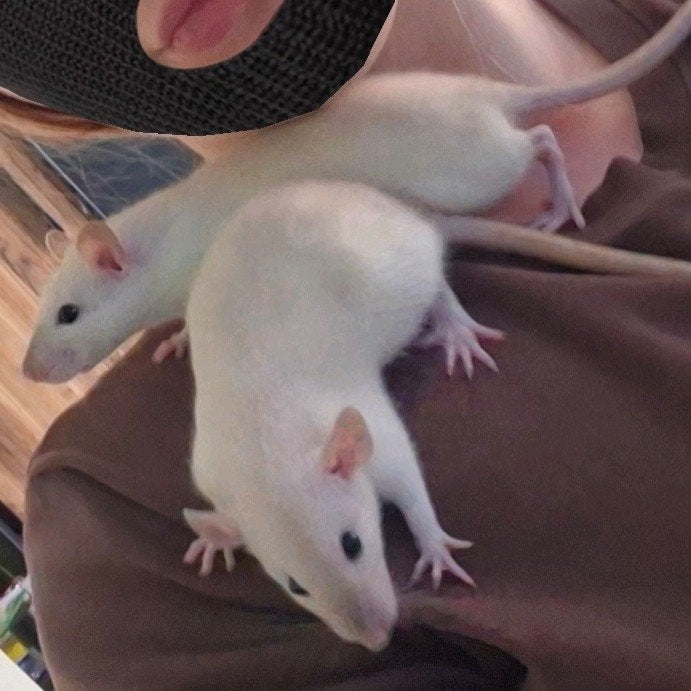Tammw ratten met toebehoren, Animaux & Accessoires, Rongeurs, Femelle, Rat, Mai