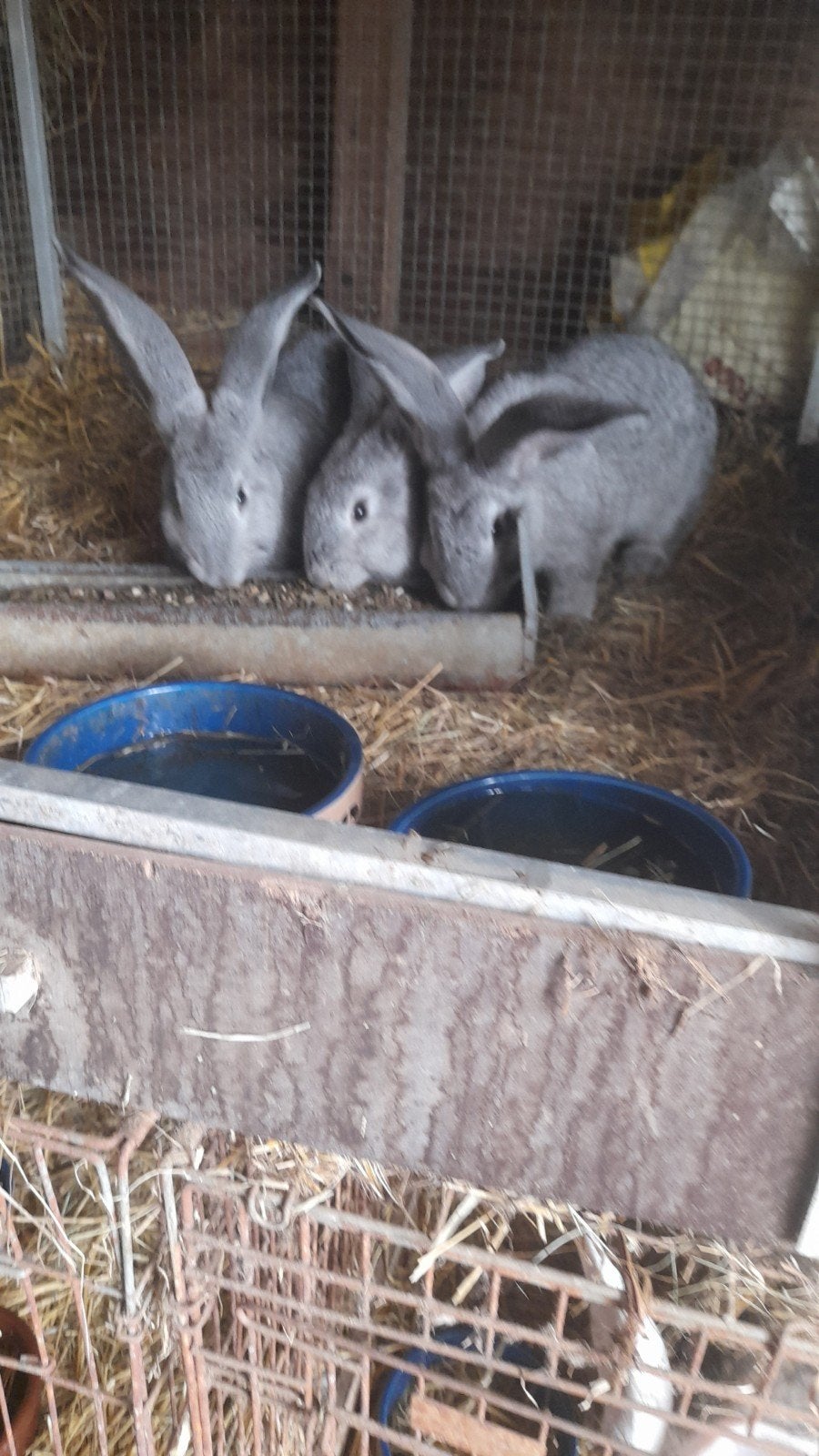 vlaamse reuzen chinchilla kleur