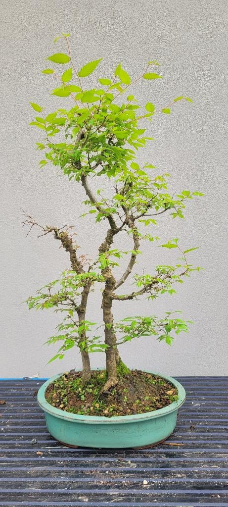 Zelkova serrata bonsai, Enlèvement