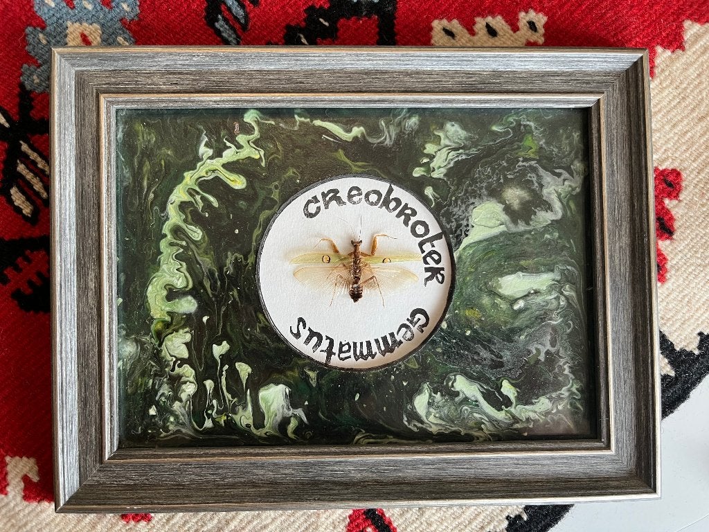 Bloemsprinkhaan onder het frame, Ophalen of Verzenden, Zo goed als nieuw, Insect, Overige typen