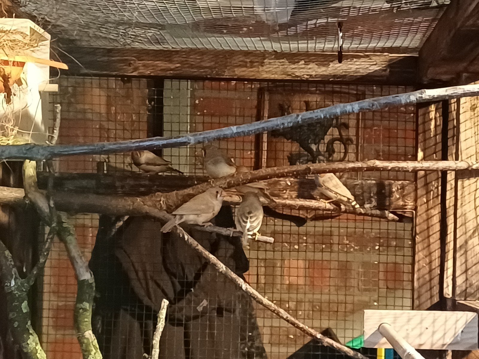 Jonge zebravink mannetjes, Animaux & Accessoires, Oiseaux | Oiseaux Autre, Oiseau tropical, Mâle