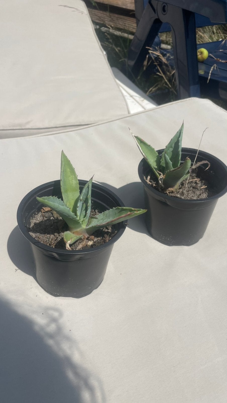 Agave americana (Century Plant), Ophalen of Verzenden