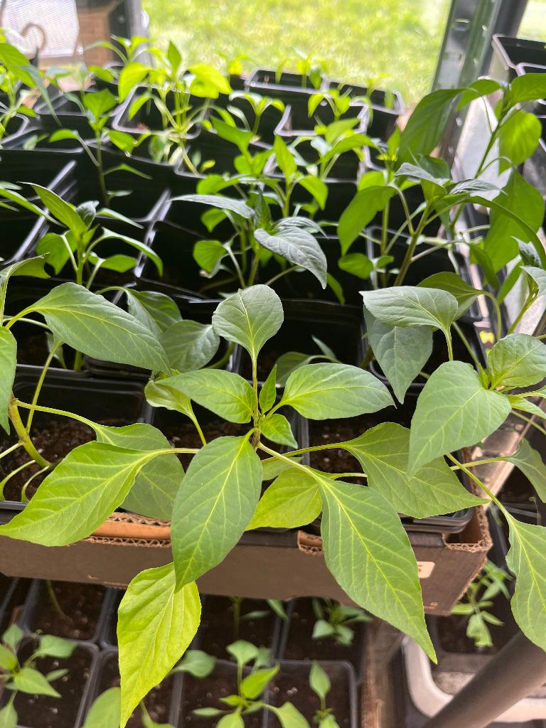 Planten / fideler ️, Tuin en Terras, Ophalen