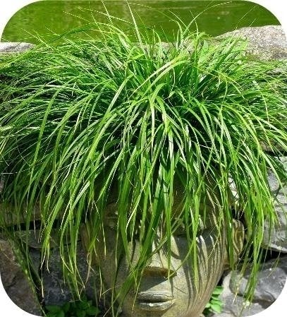 Siergras, Siergrassen, zegge, pampasgras, met korting, Ophalen of Verzenden, Vaste plant