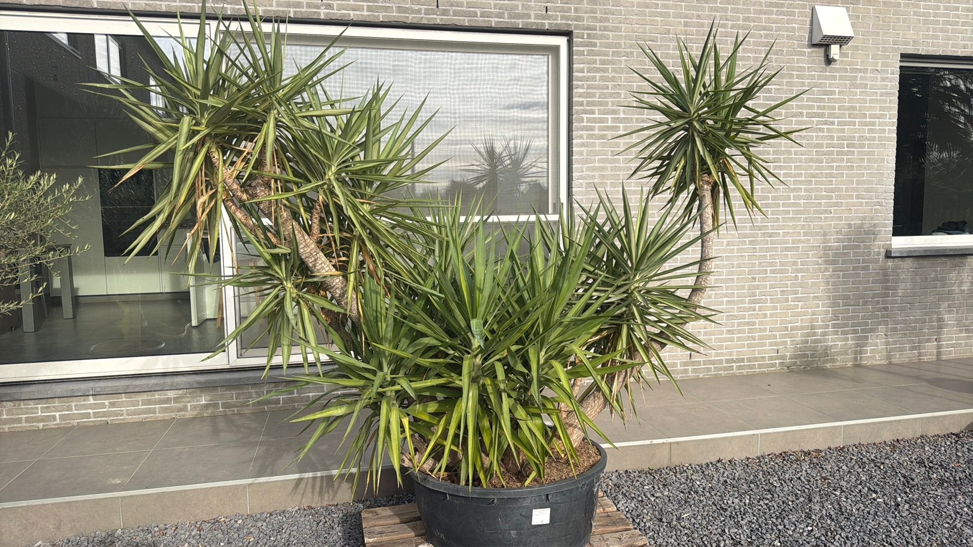 Prachtige unieke Yucca jewel, Tuin en Terras, Ophalen