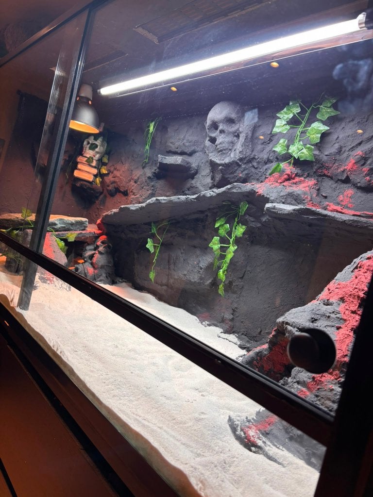"Skull" Woestijnterrarium 150x50x70, Enlèvement ou Envoi, Neuf, Terrarium ou Paludarium