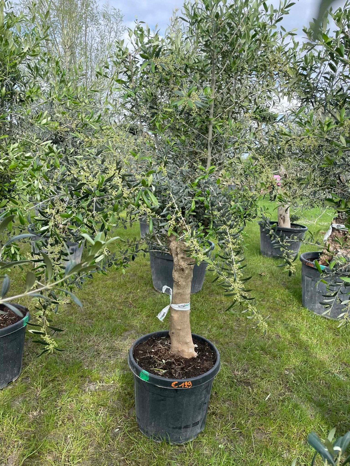 ‼️olijfbomen olea europaea aan stuntprijzen ‼️, Ophalen