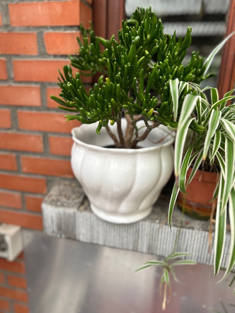Crassula Ovata ou plante de jade +cache-pot, Plante succulente, En pot, Enlèvement, Plante verte