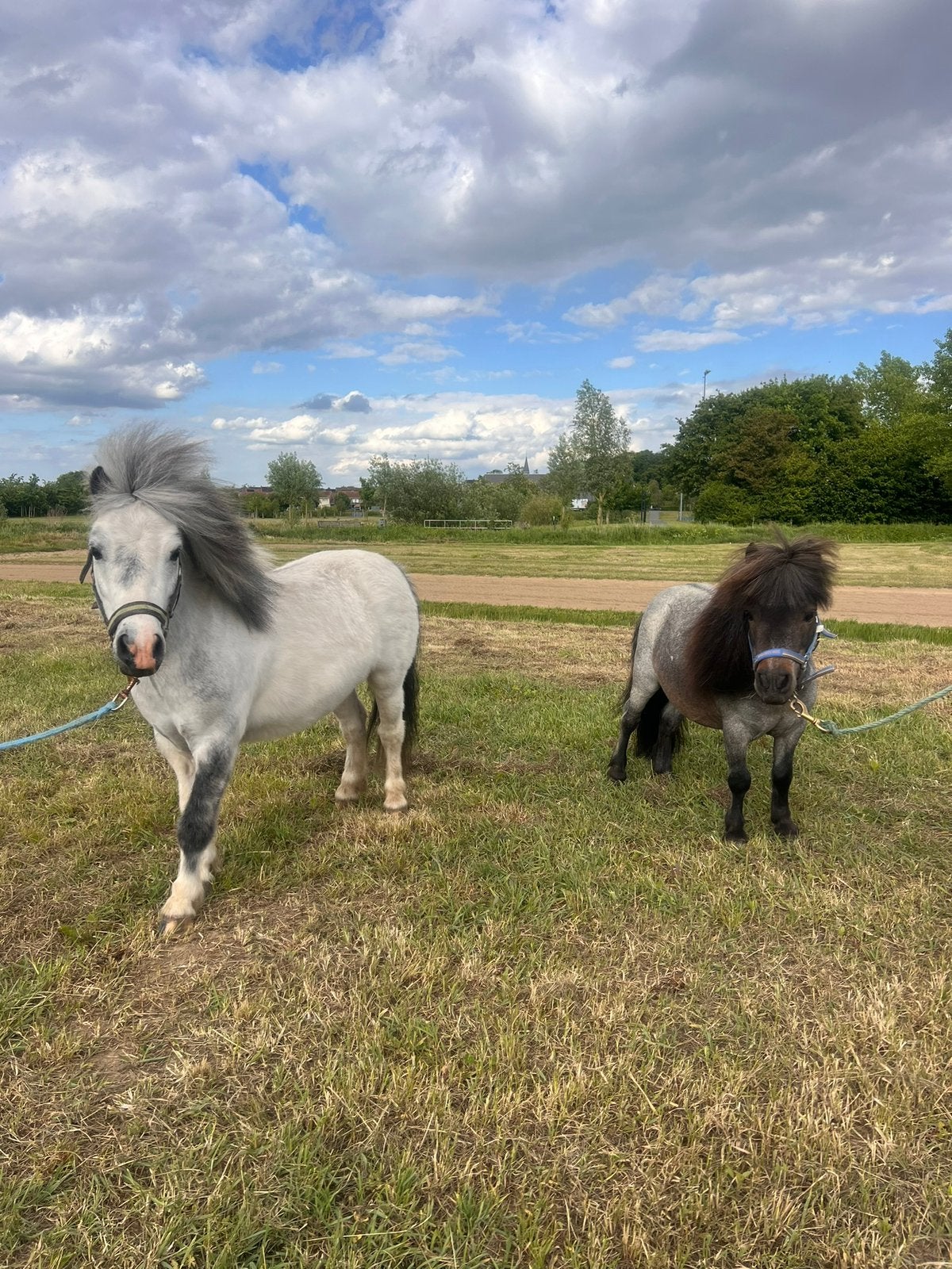 Shetlandpony’s te koop, Onbeleerd, Meerdere dieren, Recreatiepony, Gechipt