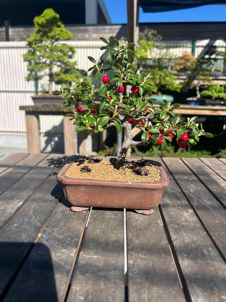 Cotoneaster, Tuin en Terras, Ophalen