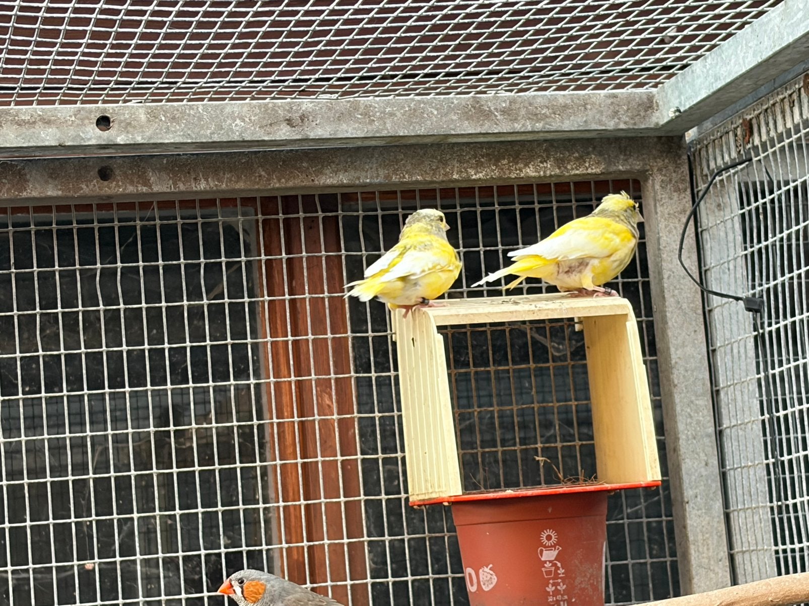 2 bonte groenvink mannen