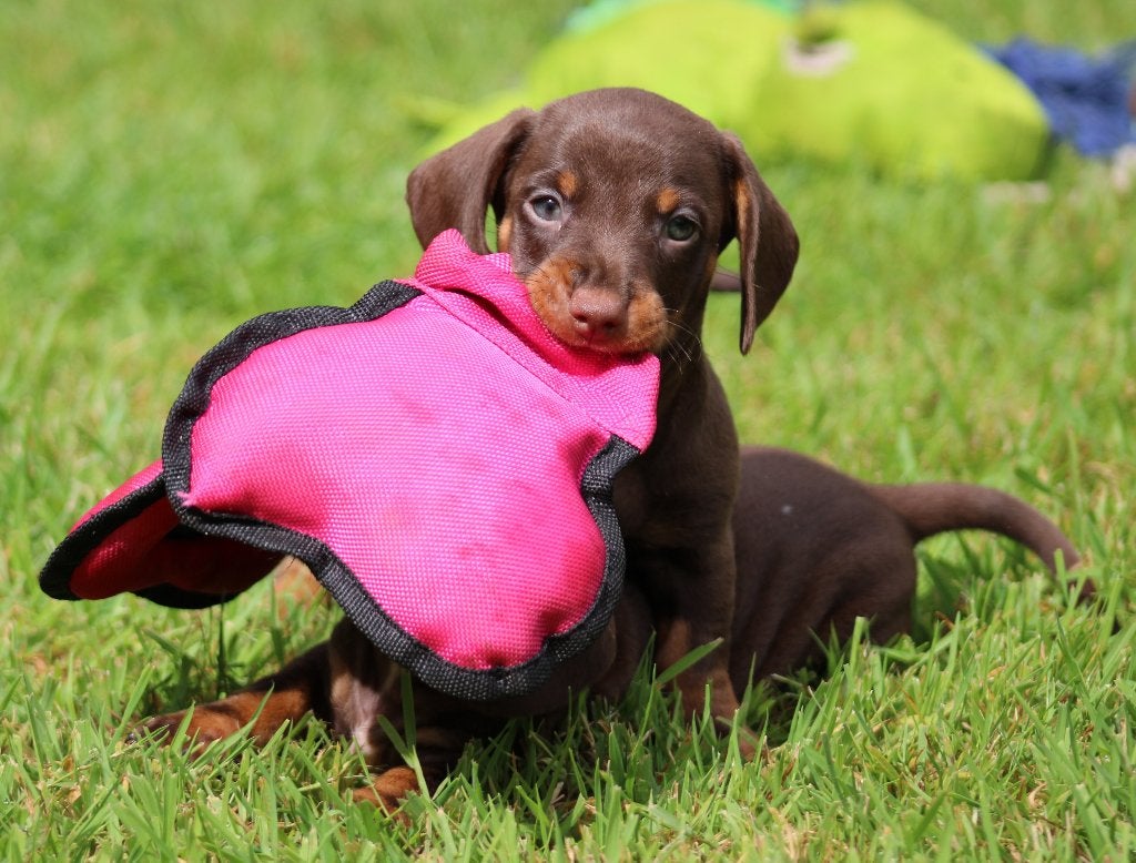 Teckel pup Choco-tan korthaar, Dieren en Toebehoren, Honden | Teckels en Dashonden, België, CDV (hondenziekte), 8 tot 15 weken