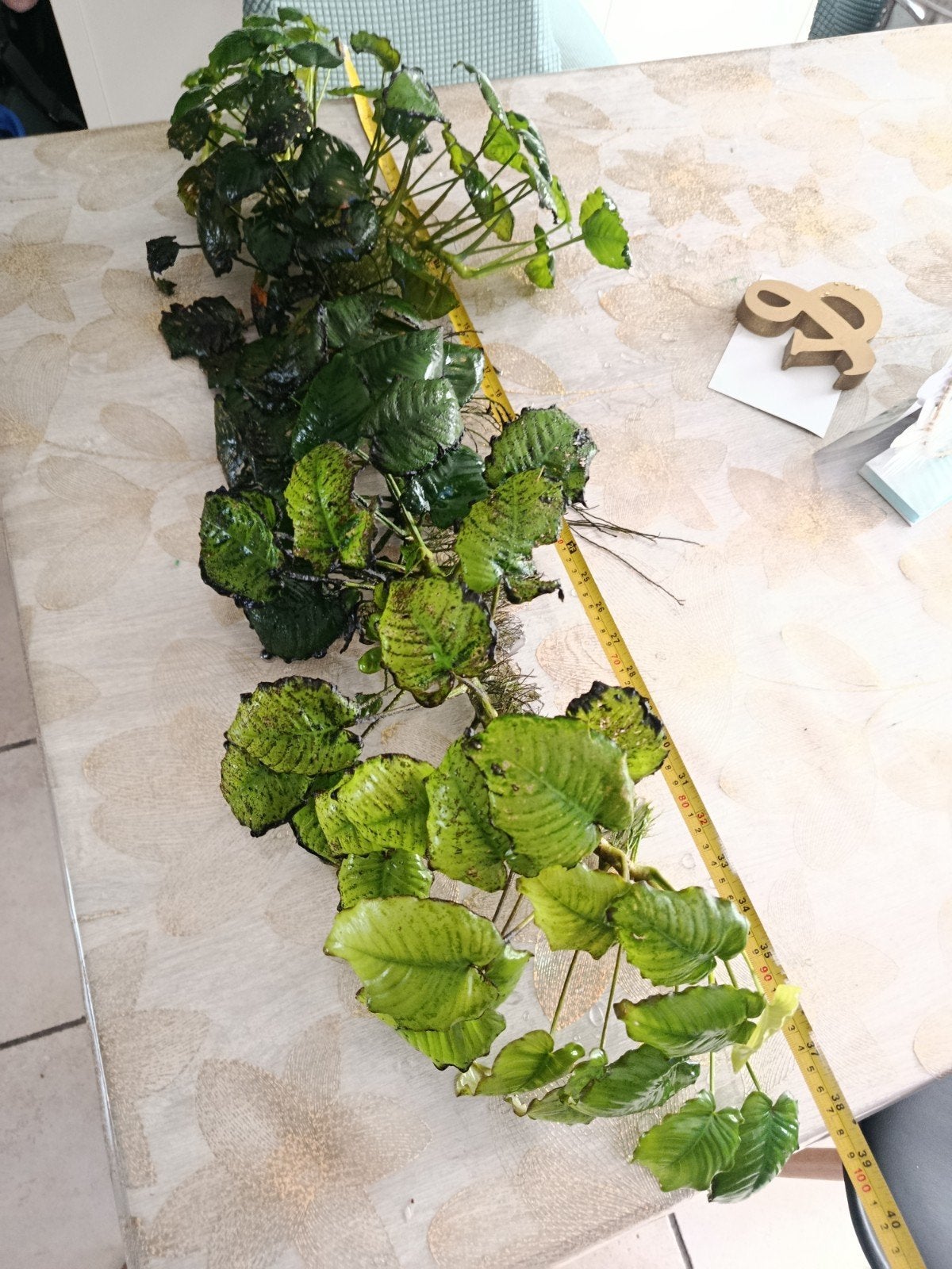 Anubias 1 mètre, Plantes incluses, Plante(s), Pierre ou Bois, Enlèvement, Utilisé