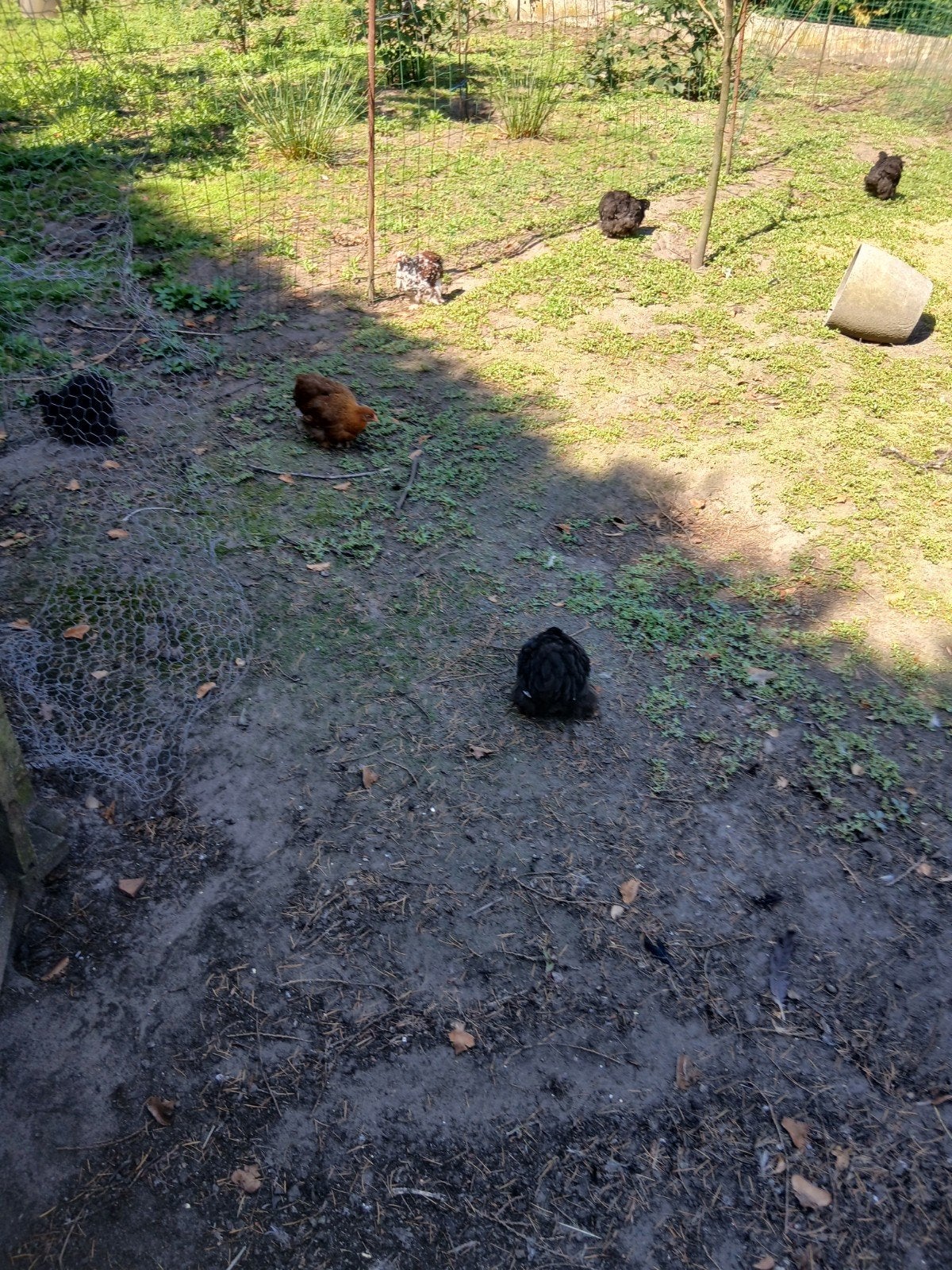 Cochin krielen, Dieren en Toebehoren
