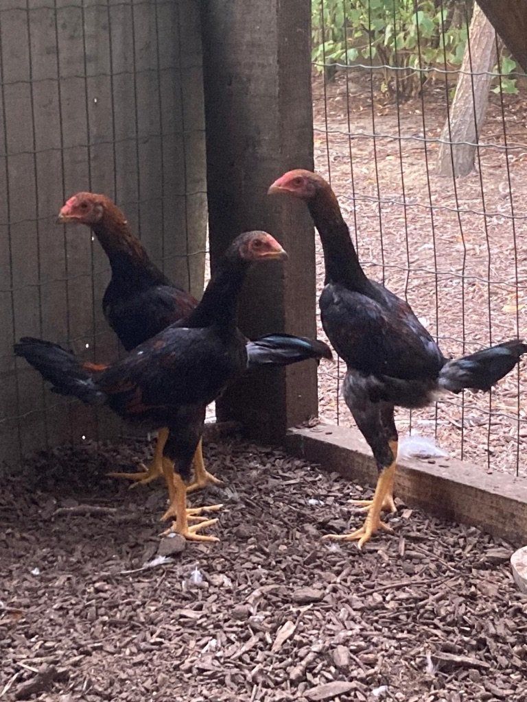 Franse vechter kippen, Meerdere dieren, Kip