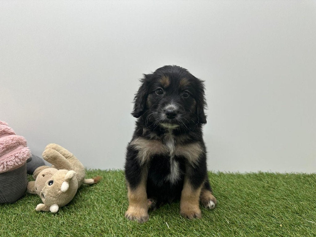 Nestje Kruising Border Collie x Engelse Cocker