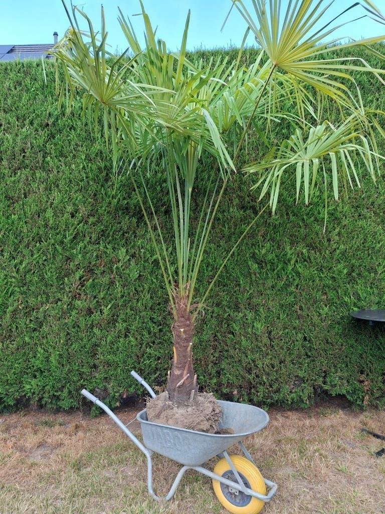 wintervaste palmboom Trachycarpus Fortunei, Ophalen, Palmboom