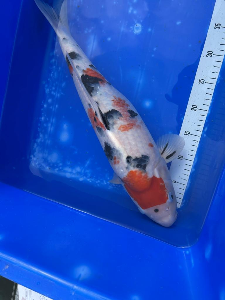 Sanke 49 cm, Japanse koi. Vrouwelijke koi, Dieren en Toebehoren, Karper of Koi