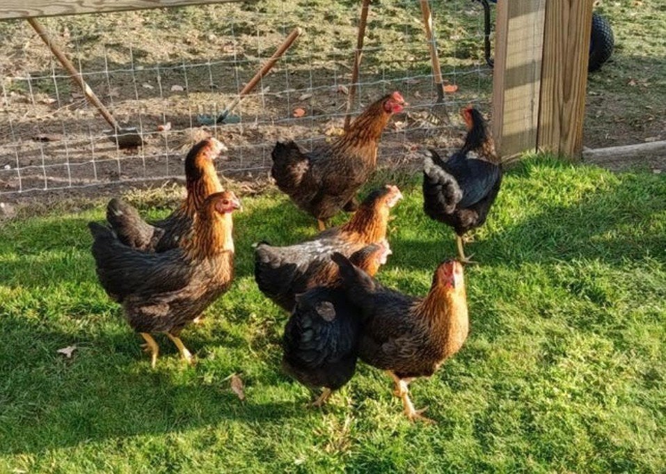 jonge harco legkippen, Dieren en Toebehoren, Pluimvee, Kip