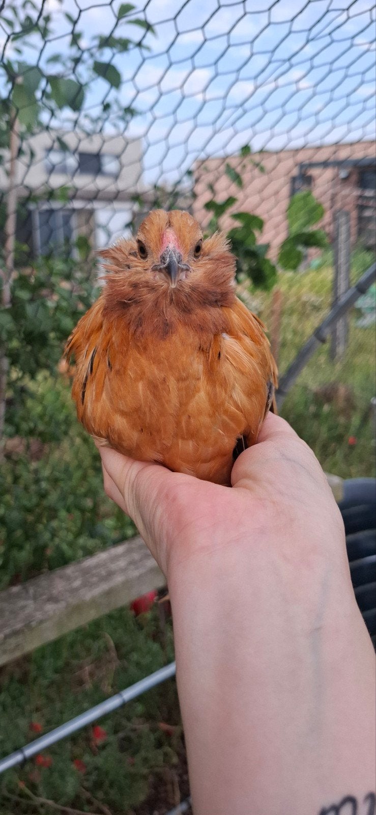 Baardkriel hennetjes, Dieren en Toebehoren, Pluimvee