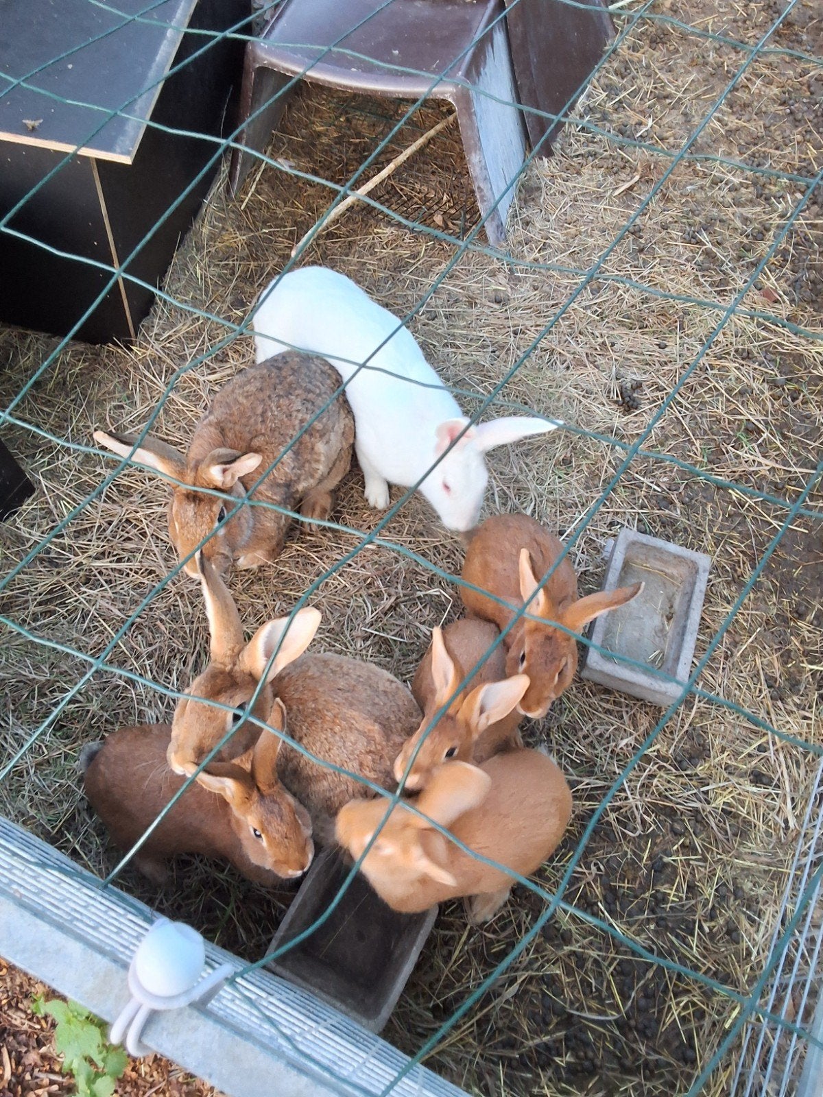 jonge konijnen te koop, 4 maand oud, gevaccineerd, Dieren en Toebehoren, Meerdere dieren, Middelgroot, 0 tot 2 jaar