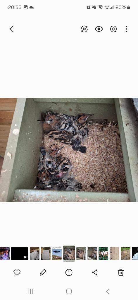 Hop uit nestblok, Geslacht onbekend, Wildzangvogel, Geringd