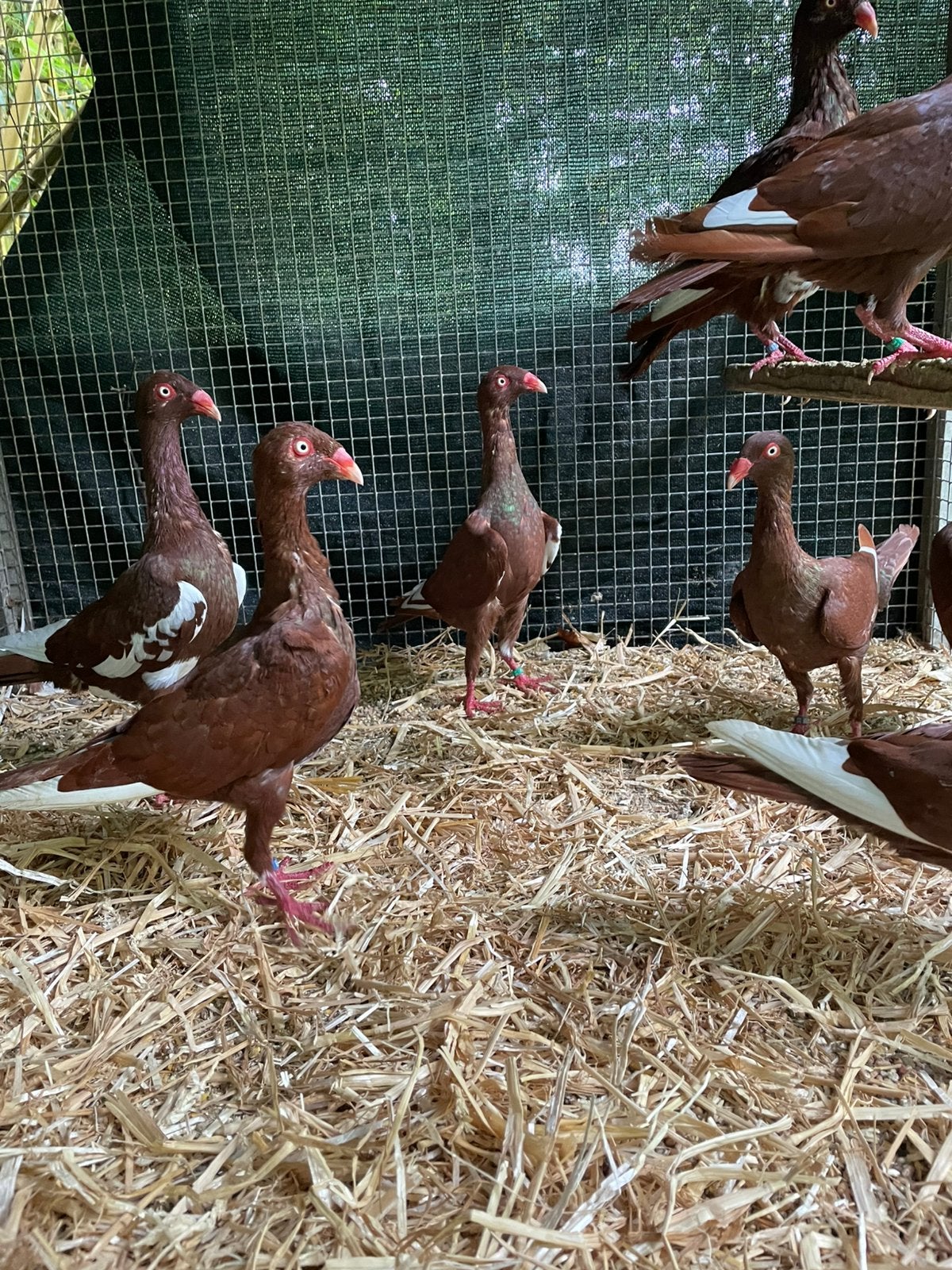Deense Tuimelaars, Dieren en Toebehoren, Meerdere dieren, Tuimelaar of Roller