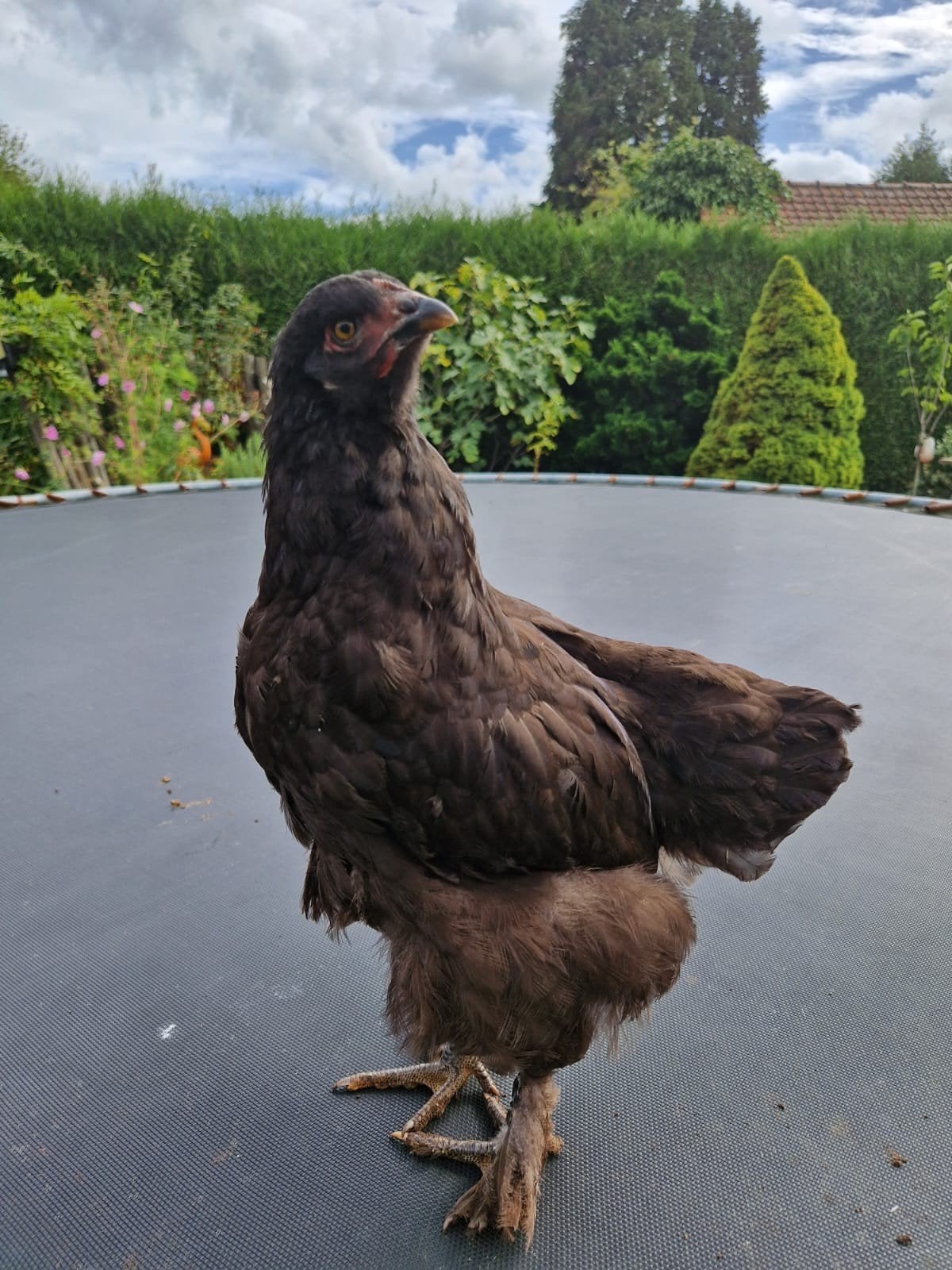 kuikentjes te koop !, Meerdere dieren, Kip
