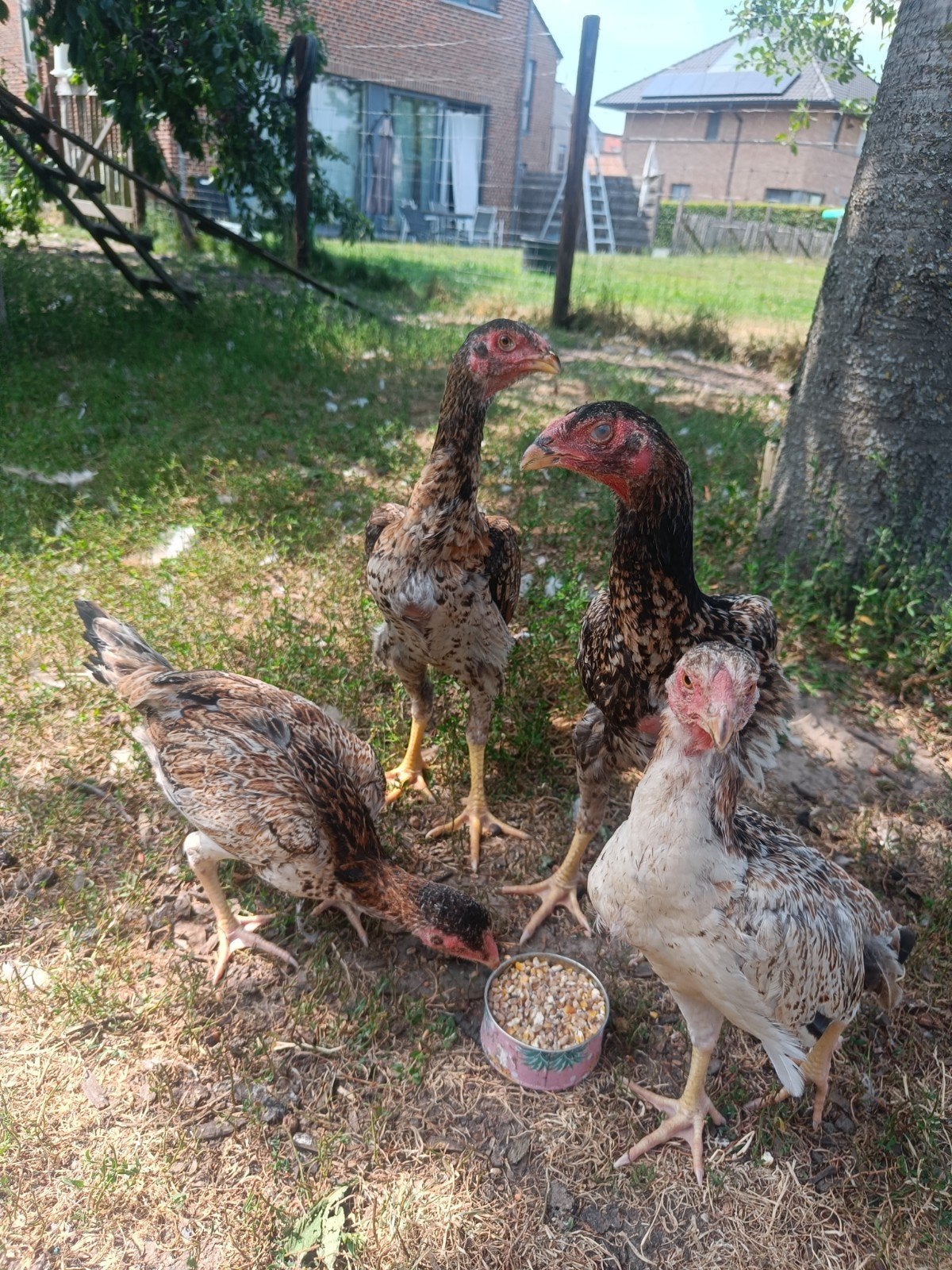 4 jeunes combattants de Shall, Animaux & Accessoires, Volatiles