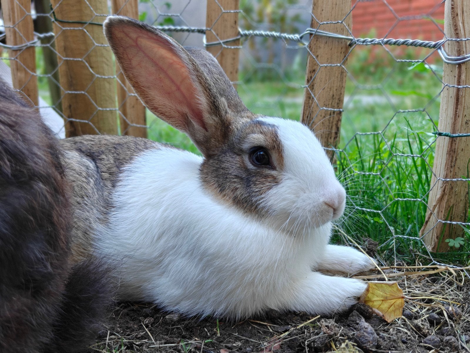 Konijn - 2 maand, Dieren en Toebehoren, Konijnen, Dwerg