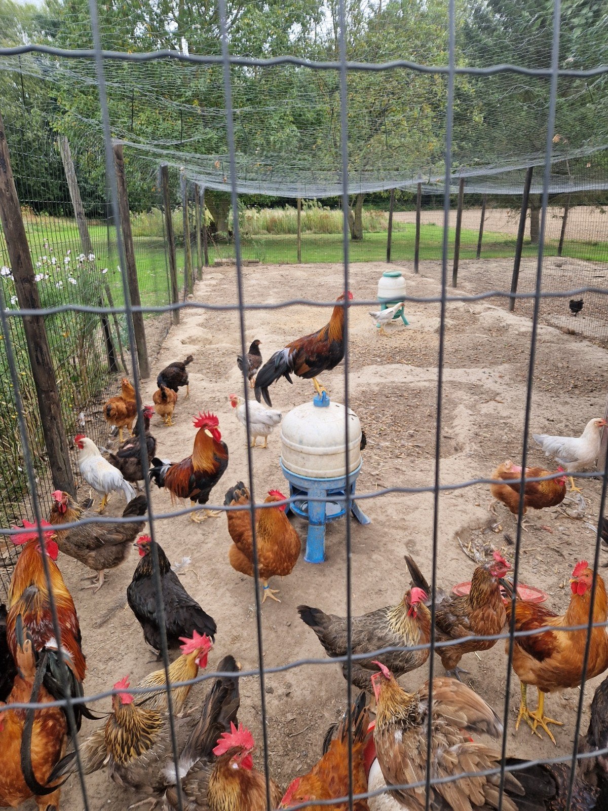 hanen leghorn, barnevelder, Dieren en Toebehoren