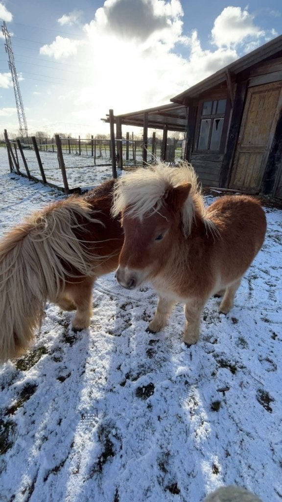 Shetland shetlander hengst jaarling, Gechipt, Niet van toepassing, 0 tot 2 jaar, Hengst