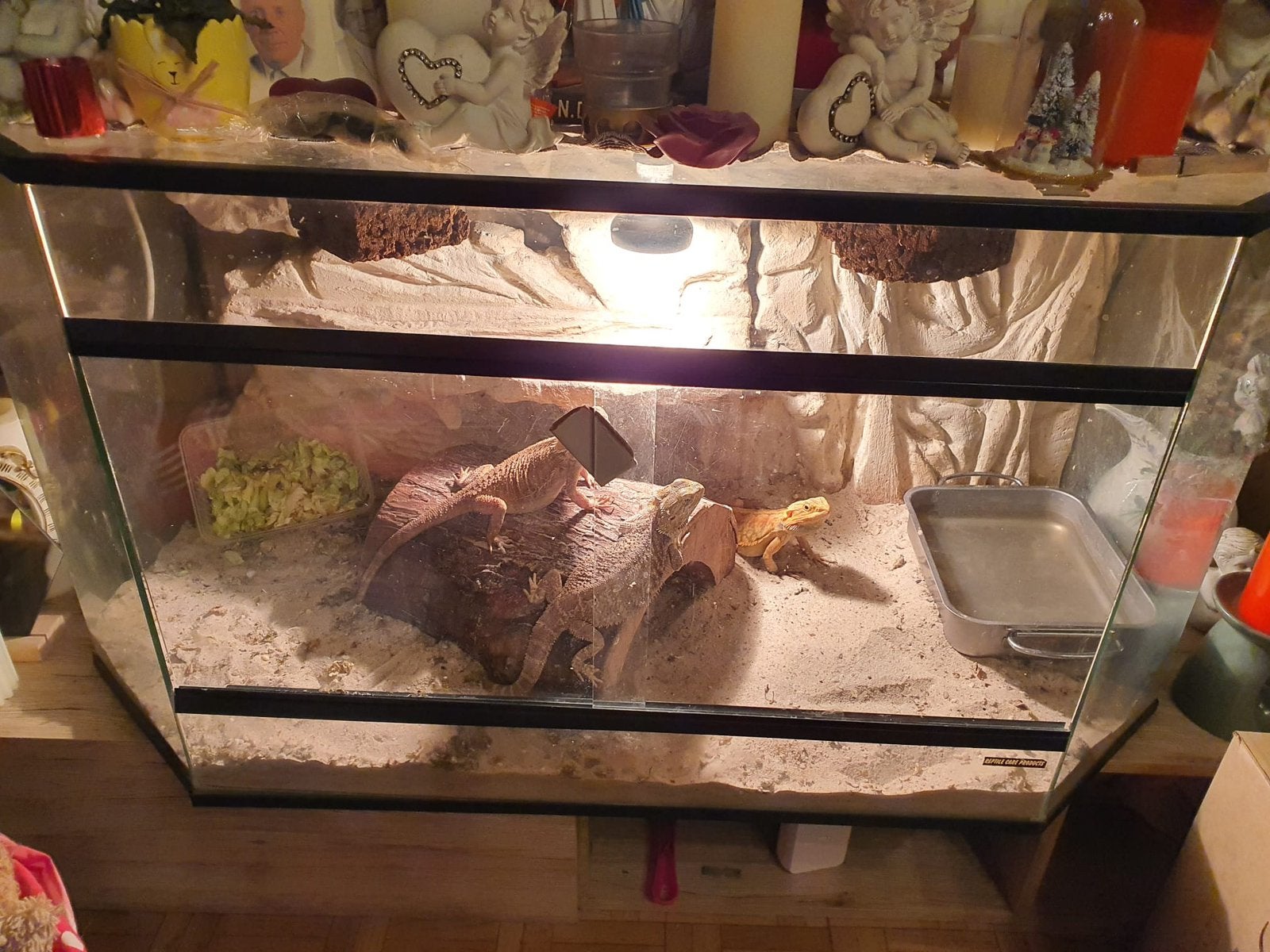 Drie baardeganen te koop drie manntjes, Animaux & Accessoires, Reptiles & Amphibiens | Accessoires, Enlèvement, Comme neuf